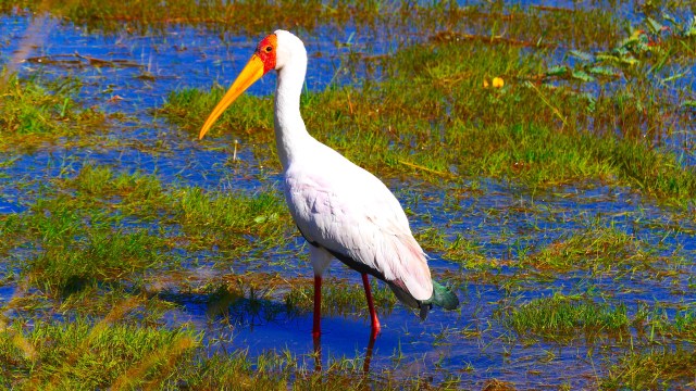 Okavango Biders Paradise