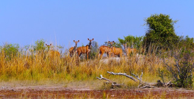Okavango Panhandle (758)