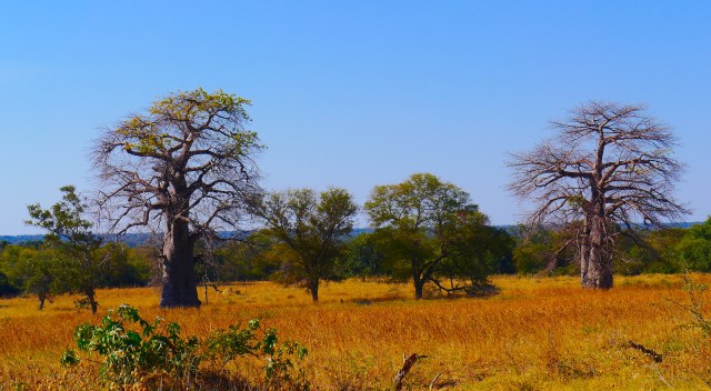 Baobabs of the Okavango.