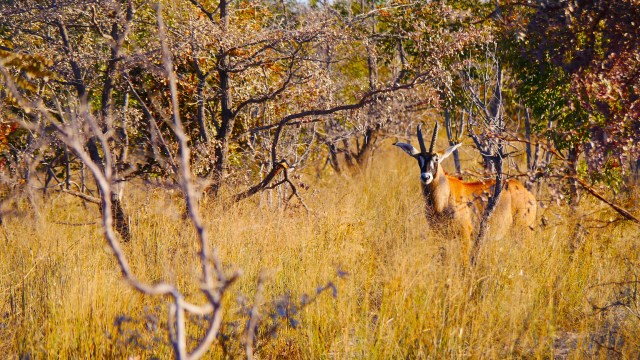 Okavango Roan Antelope