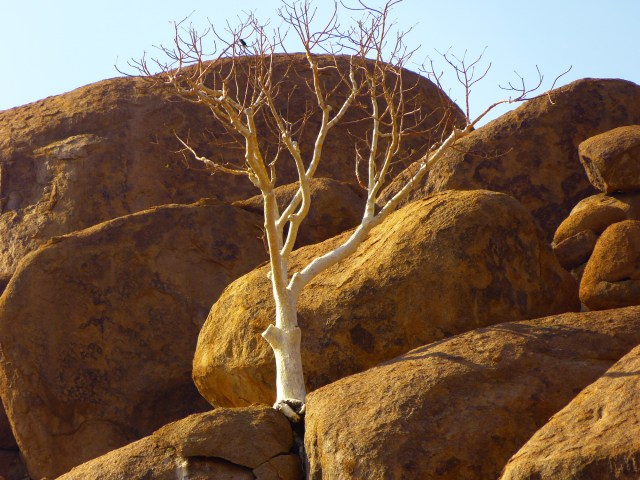 Twyfelfontein (660)