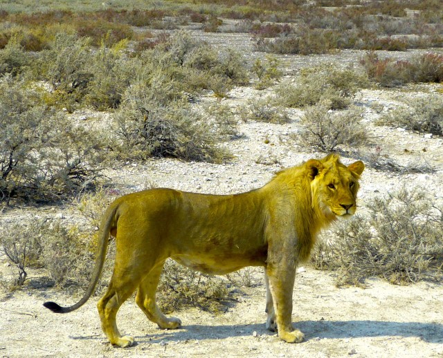 Lion_Etosha_230516